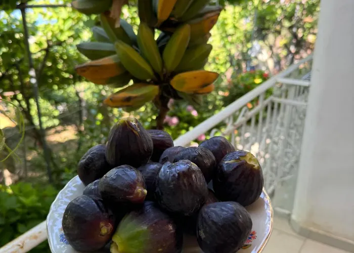 Nyaraló Uzeiri's *