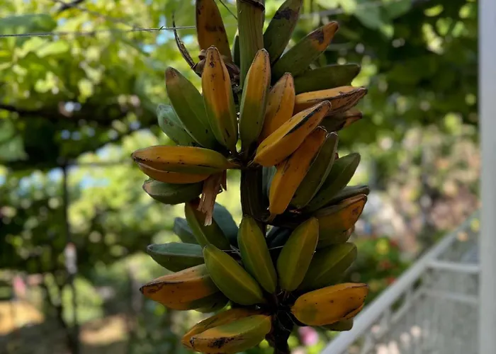 Uzeiri's * 博尔什